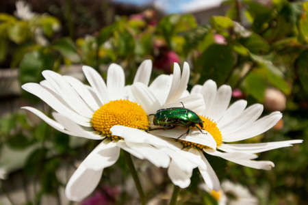 A close up view of a green beetle collecting pollen from a sunflowerの写真素材
