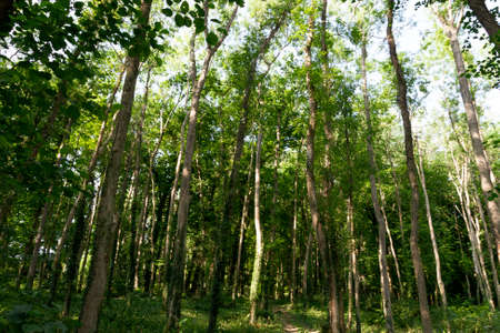 A close up view of tall trees in a public forest