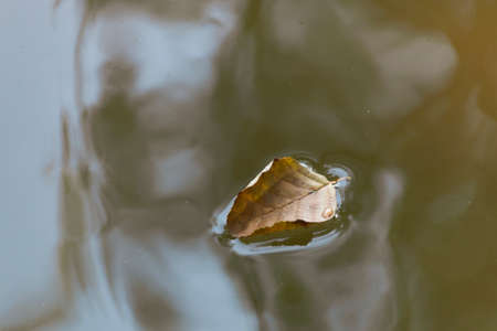 A close up view of a dead leaf that has fallen into the lakeの写真素材