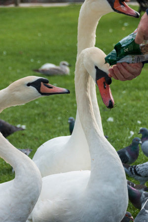 A view of swans feeding at the grass area in the parkの写真素材