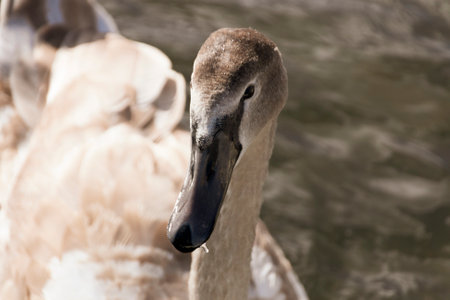 A close up view of a young swan on swimming on the riverの写真素材
