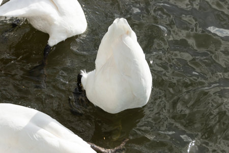 A close a view of a swan swimming upside down on a riverの写真素材