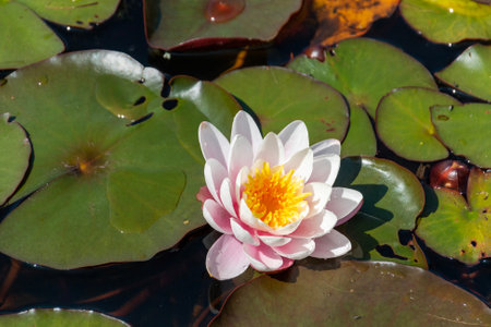 A close up view of a water lilyの写真素材