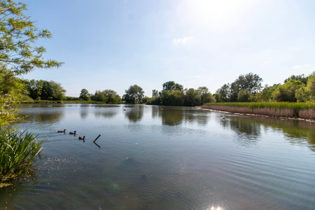 A few ducks on a pond on a Beautiful summers dayの写真素材