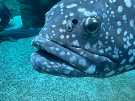 A close up view of a brindle bash at the aquarium in south africa