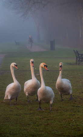 A group of swans walking to the lake on a fogging winters morningの写真素材