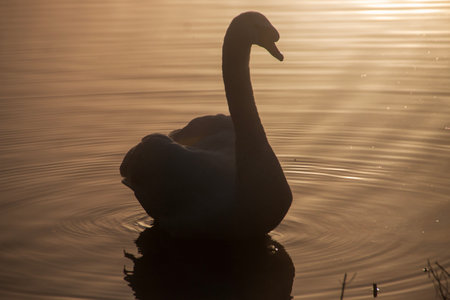 A swan on the lake with the fog covering over the sky on a beautiful winters morningの写真素材