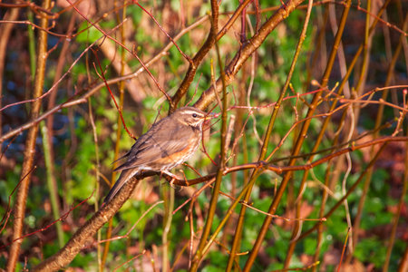 A close up view of a redwing bird eating a berry in the woods on a beautiful winters dayの写真素材