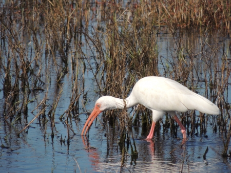American White Ibis wading for foodの写真素材