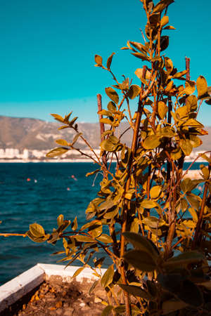 Panoramic view. Sea and rest.の写真素材