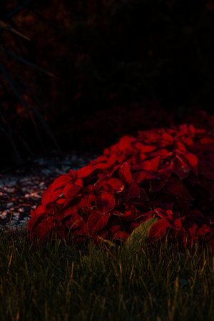 Red flowers. Autumn nature. Sunset.の写真素材