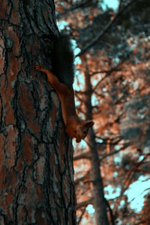 Beautiful squirrel on a tree. Wildlife.の写真素材