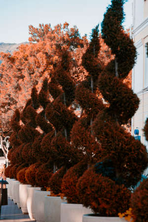 Autumn and bushes. Garden and vegetable garden.の写真素材