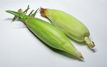 2 ears cornの写真素材