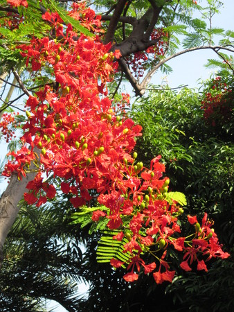 Flam-boyant or The flame tree or Royal poinciana or Peacock flower or Caesalpinia pulcherrima or Leguminosae flower.の写真素材