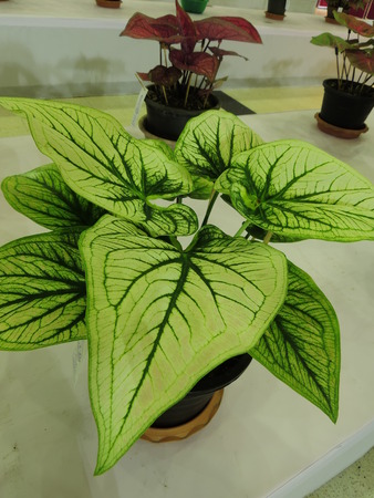 Caladium or Queen of the Leafy Plant.の写真素材