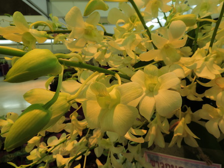 White Dendrobium orchid flowers.の写真素材