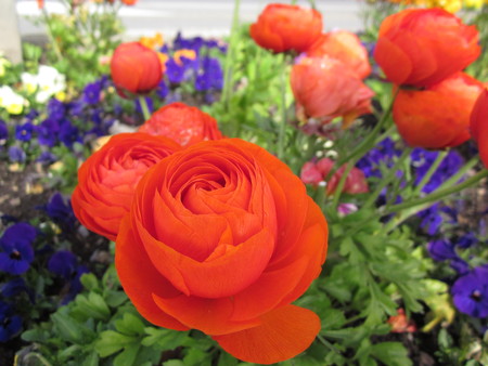Roses.
