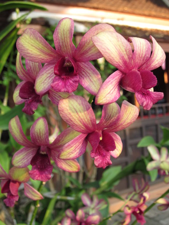 Dendrobium orchid flowers.の写真素材