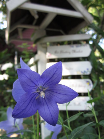 Platycodon grandiflorus or Balloon flower seed.の写真素材