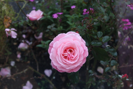 Pink rose.の写真素材