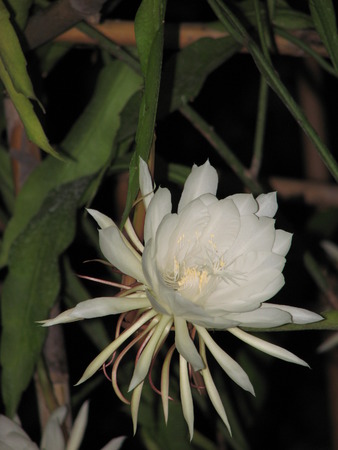 Epiphyllumn hookeri or Climbing Cactus or Queen of The Night or Blooming one night only.の写真素材