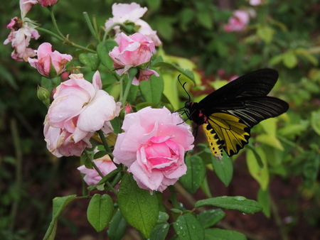 Pink rose and a butterfly.の写真素材