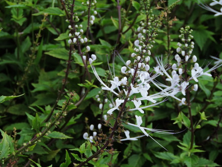 Orthosiphon aristatus or Kidney tea plant or Cat's whiskers plant.の写真素材