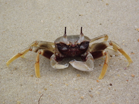 Ocypode ceratophthalma or Horned ghost crab or Horn-eyed ghost crab.