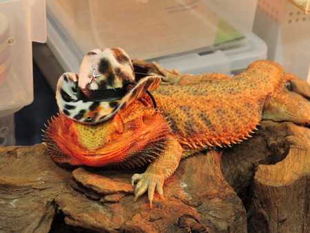 A big iguana wearing cowboy hat.の写真素材
