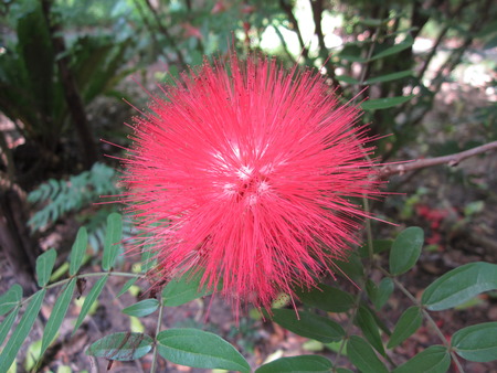 Calliandra surinamensis or Pink Red Powder Puff or Red Head Powder Puff flower.の写真素材