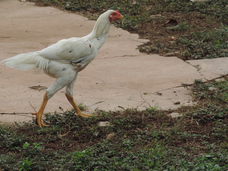 A white fighting cock.の写真素材