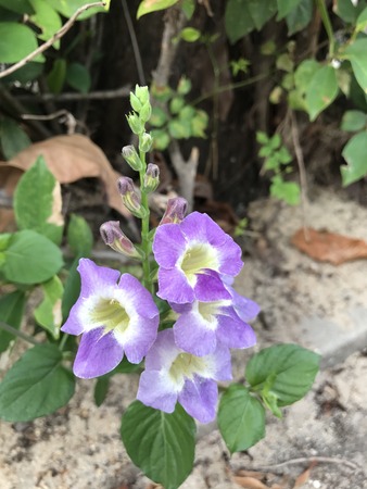 Asystasia gangetica or Chinese violet or Coromandel or Creeping foxglove flower.の写真素材
