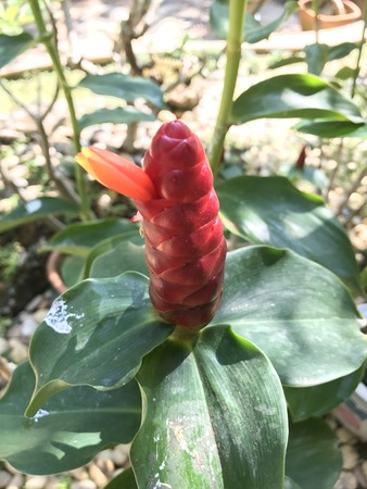 Zingiber zerumbet or Bitter ginger or Shampoo ginger or Pinecone ginger.の写真素材