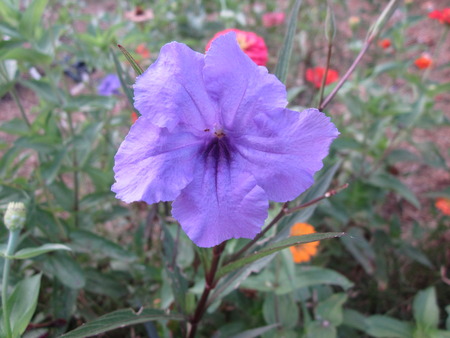 Ruellia or Wild petunia flower.の写真素材