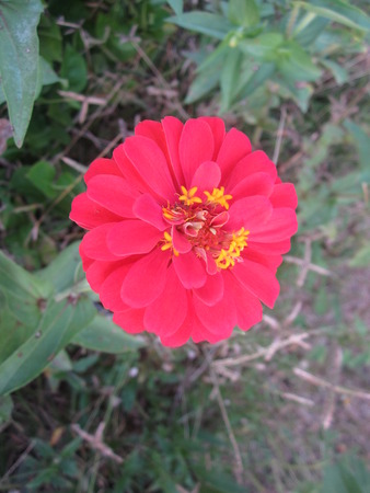 Zinnia elegans or Youth-and-age or Common zinnia or Elegant zinnia flower.の写真素材