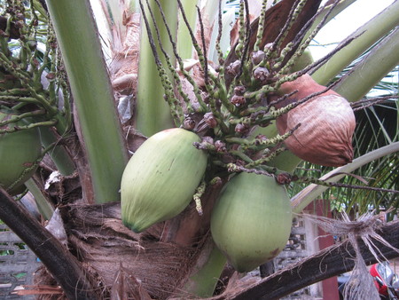 Coconut tree or Cocos nucifera.の写真素材