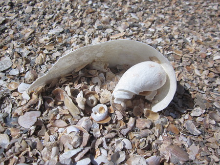 Shells on the beach.の写真素材