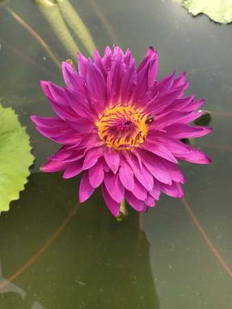 Nymphaea nouchali or Nyuphaea stellata or Nymphaea cyanea or Star lotus or Star Water lily.の写真素材