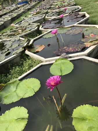 Row of the lotus plant pots.の写真素材