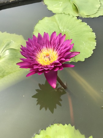 Nymphaea nouchali or Nyuphaea stellata or Nymphaea cyanea or Star lotus or Star Water lily.の写真素材