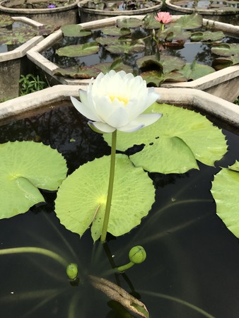 Nymphaea gigantea lotus.の写真素材
