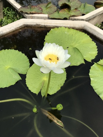 Nymphaea gigantea lotus.のeditorial素材