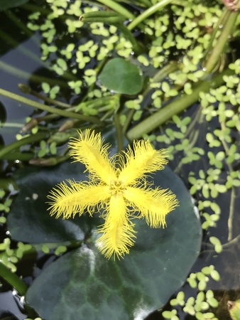 Nymphoides indica or Floatingheart or Water snow flake nymphoides.の写真素材