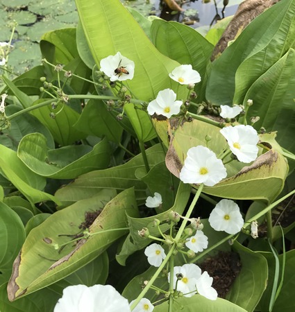 Sagittaria lancifolia or Bulltongue arrowhead or Duck potato plant.の写真素材