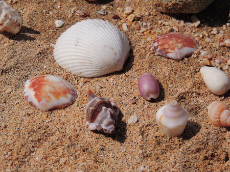 Shells on the sand.