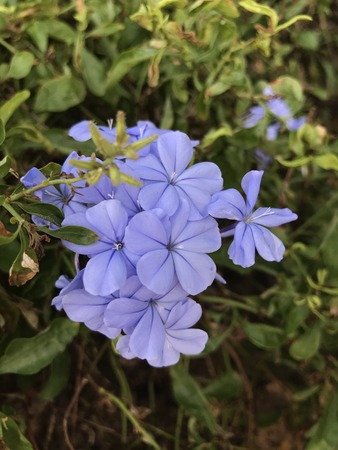 Plumbago auriculata or Cape leadwort or Blue plumbago or Cape plumbago flowers.の写真素材