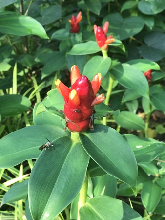 Zingiber zerumbet or Bitter ginger or Shampoo ginger or Pinecone ginger.