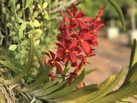 Mokara orchid flower.