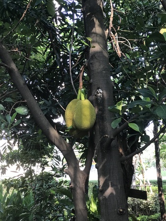 Jackfruit or Artocarpus heterophyllus or Jakfruit or Jack tree.